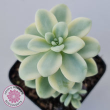 Load image into Gallery viewer, Sedum clavatum variegated