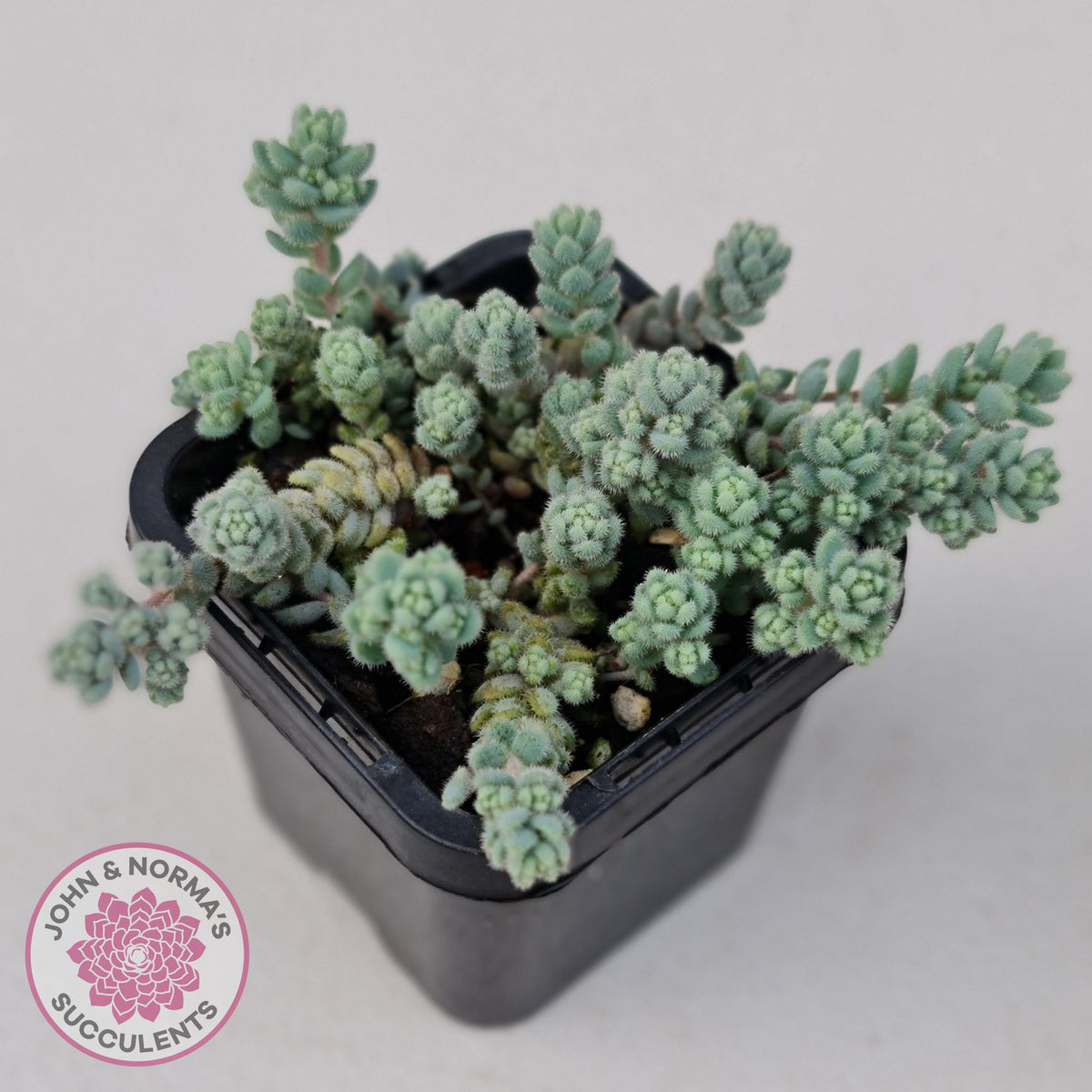 Sedum dasyphyllum var. glanduliferum 'Fuzzy Wuzzy Sedum'