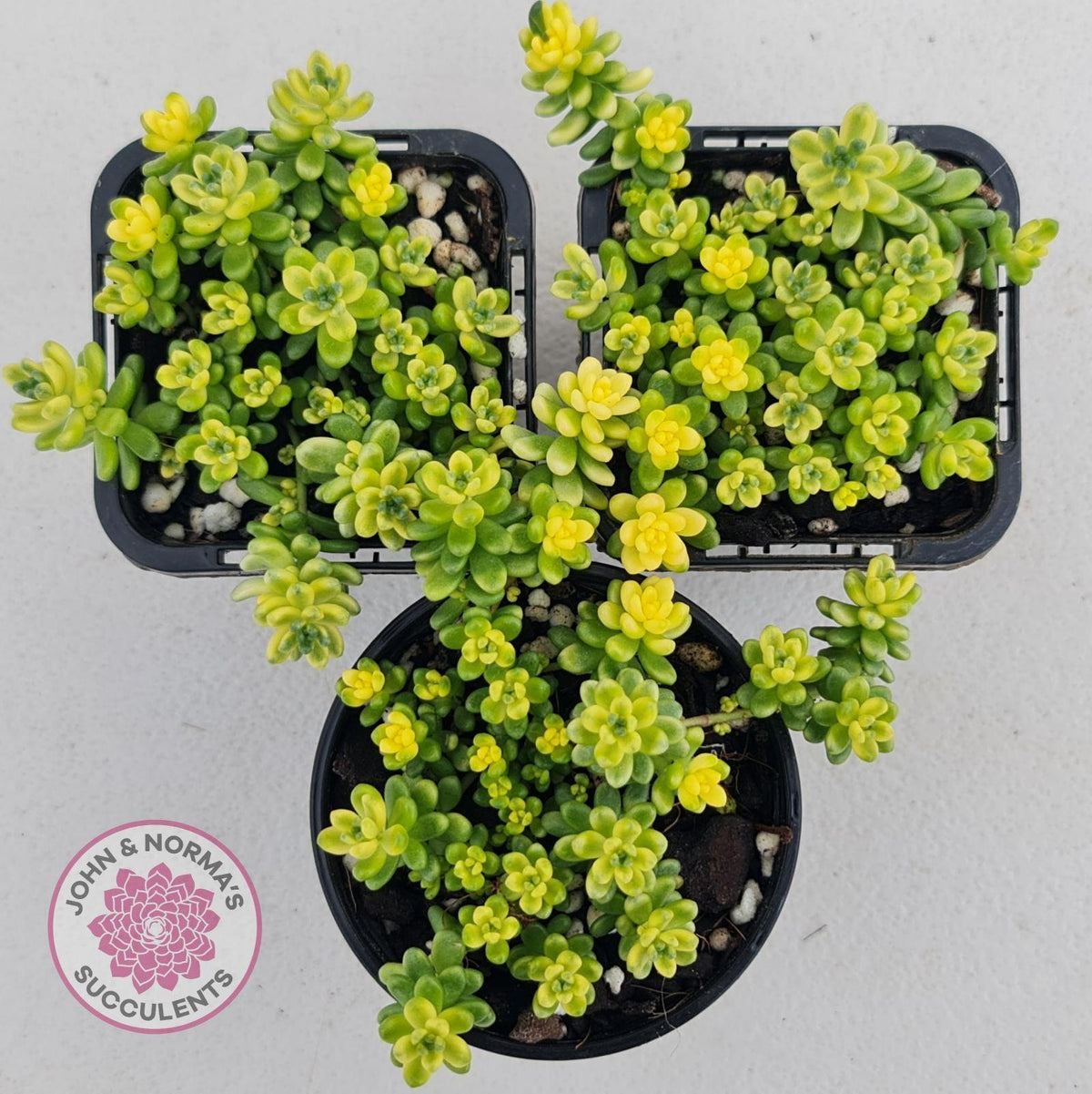 Sedum Golden Rice - Sedum Orizifolium Variegata