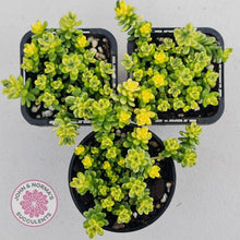 Load image into Gallery viewer, Sedum Golden Rice - Sedum Orizifolium Variegata - John & Norma's Succulents
