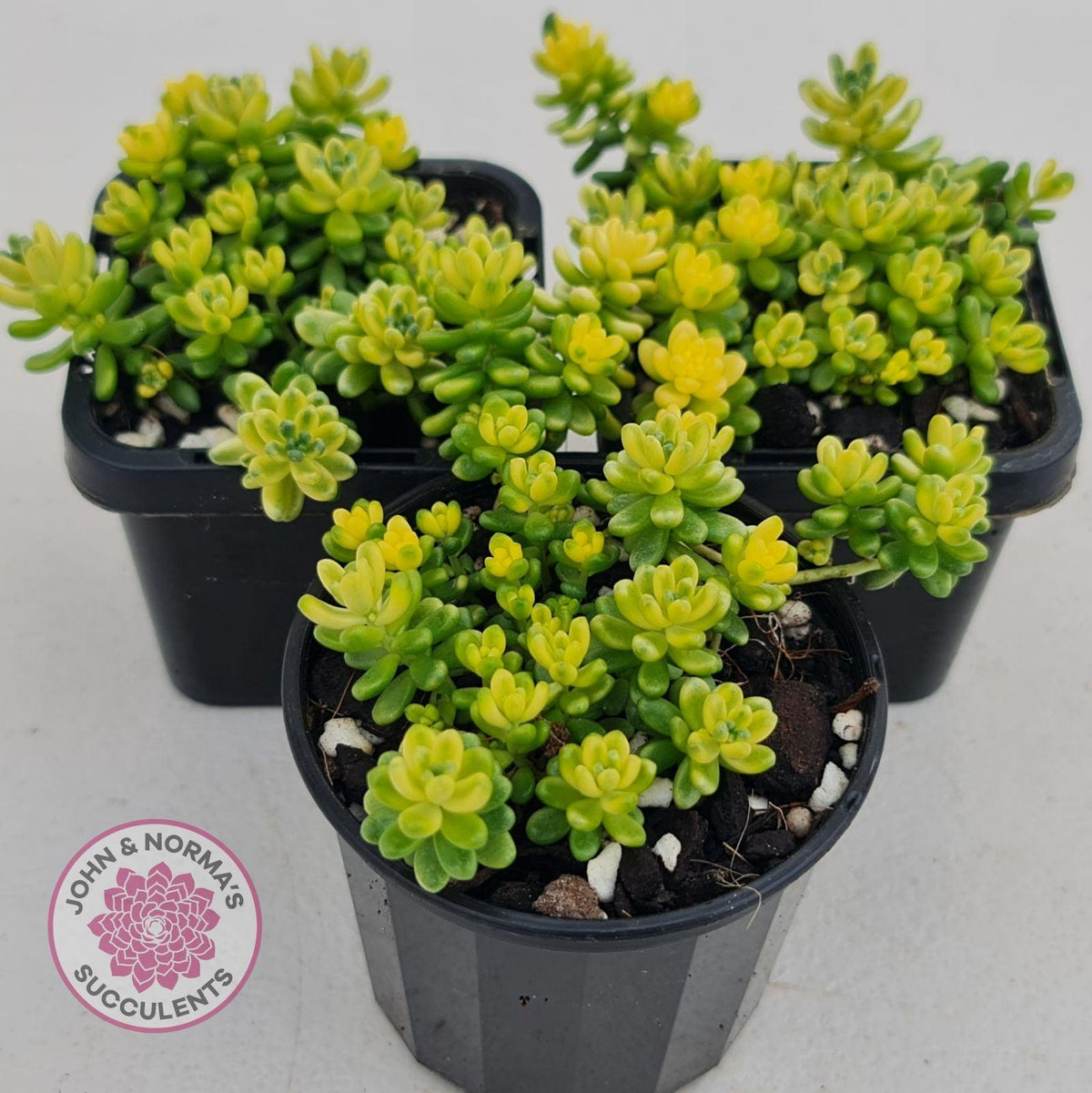 Sedum Golden Rice - Sedum Orizifolium Variegata