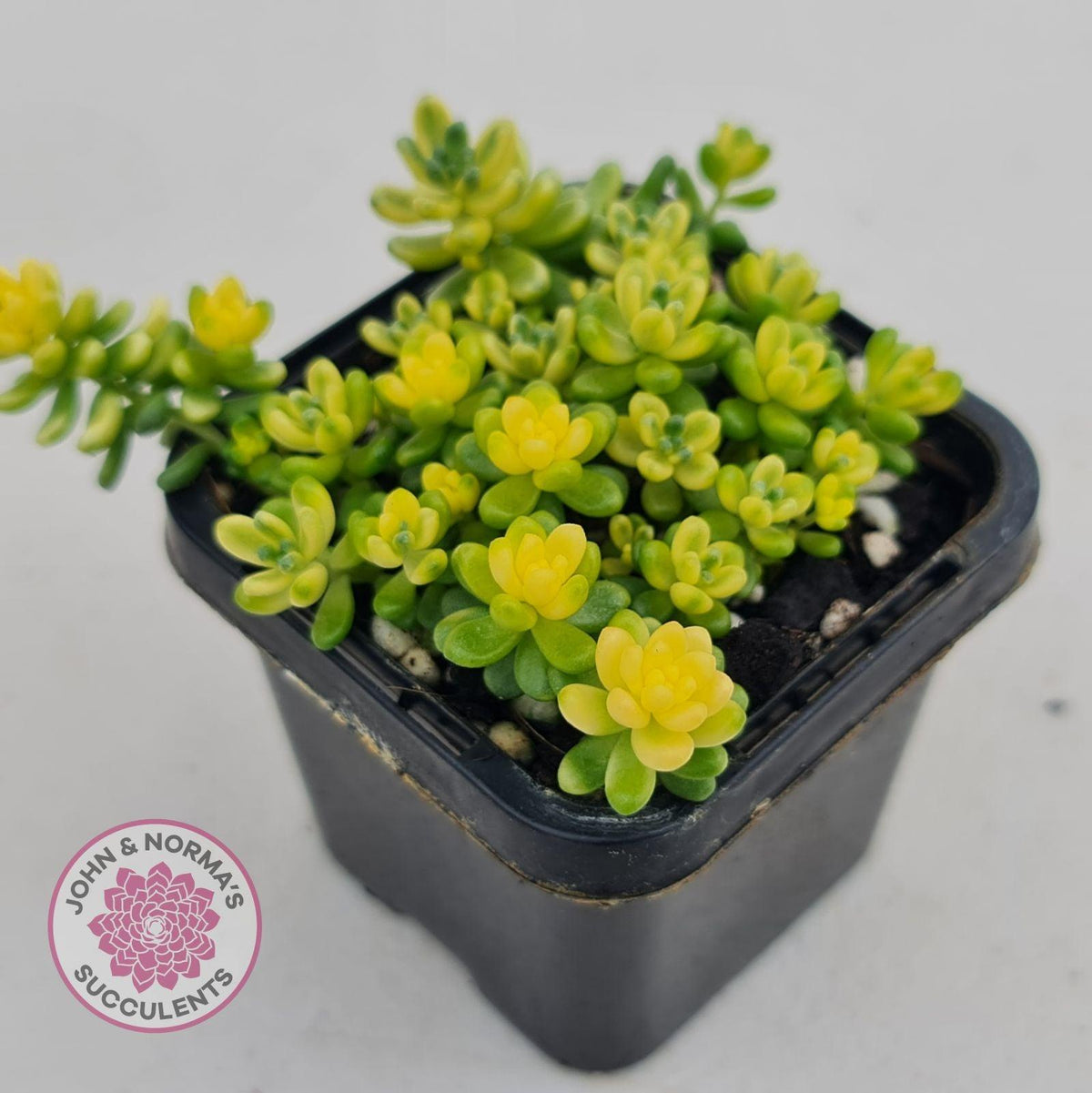 Sedum Golden Rice - Sedum Orizifolium Variegata
