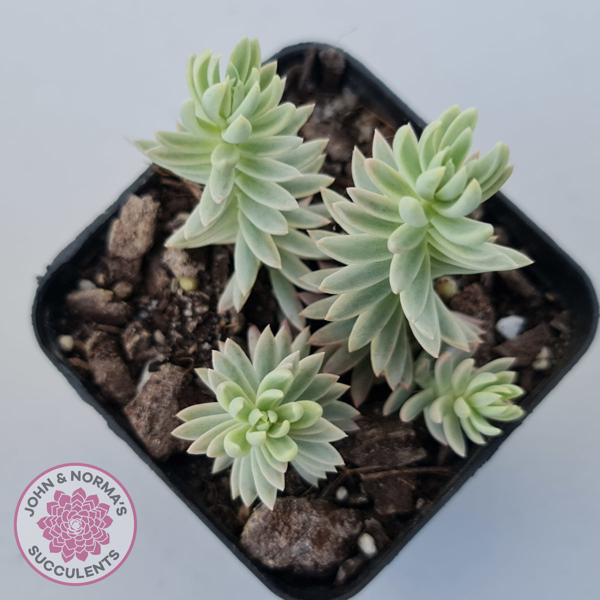 Sedum reflexum Chameleon variegated
