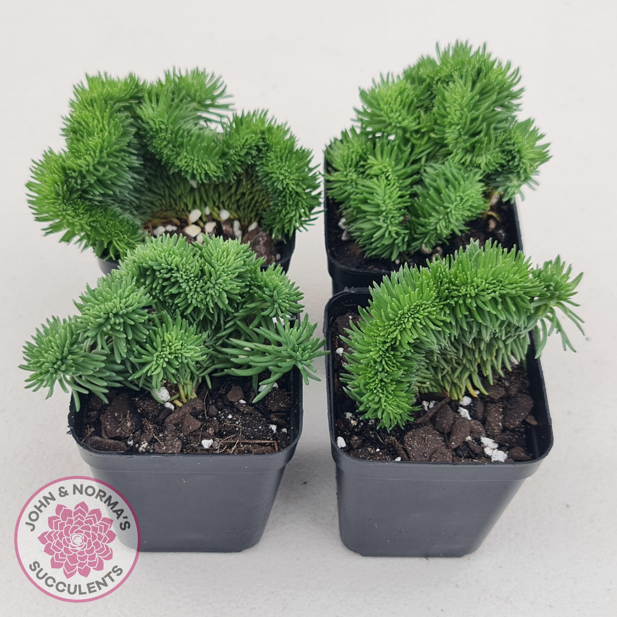 Sedum rupestre f. cristata