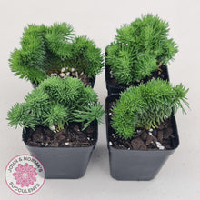 Load image into Gallery viewer, Sedum rupestre f. cristata - John & Norma's Succulents