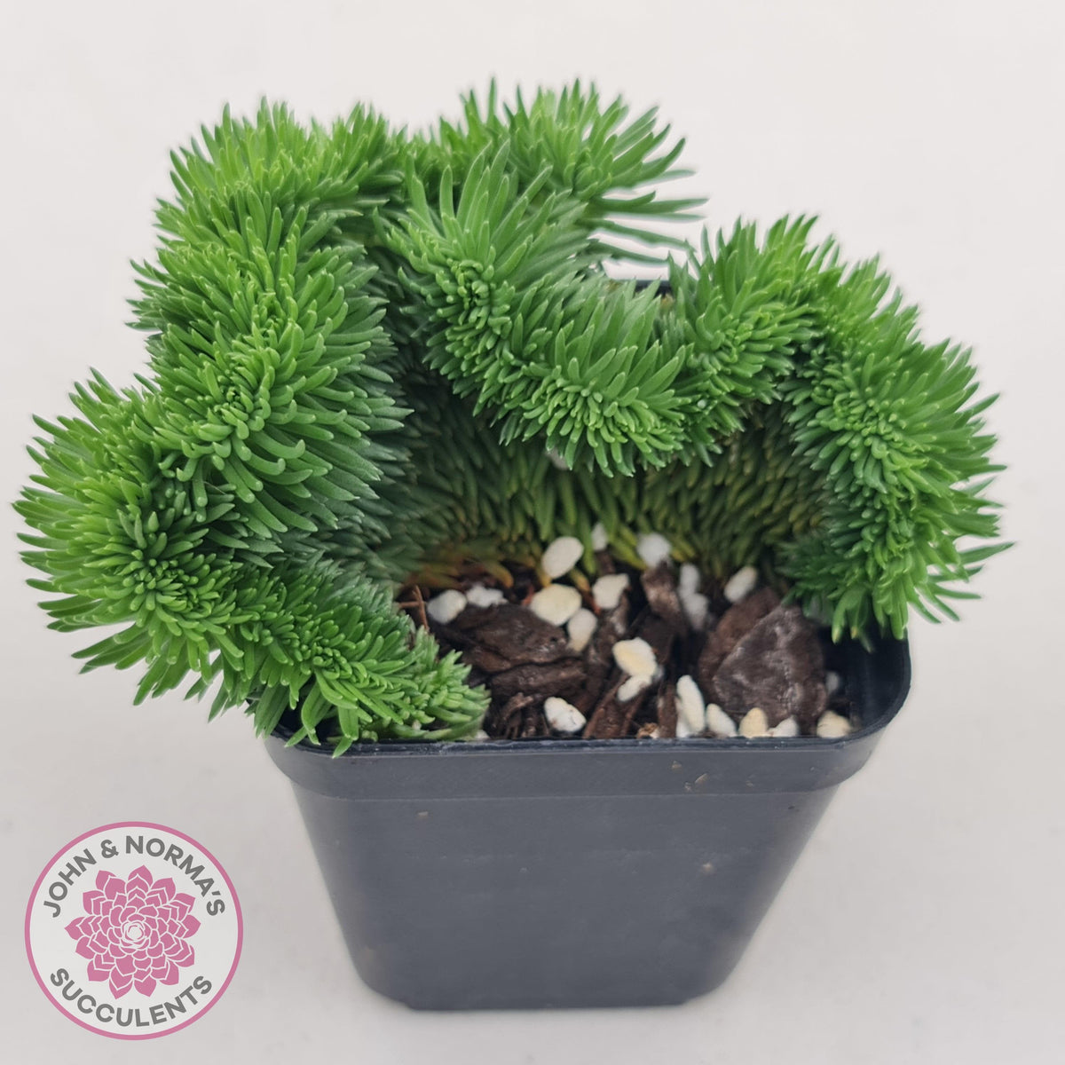Sedum rupestre f. cristata