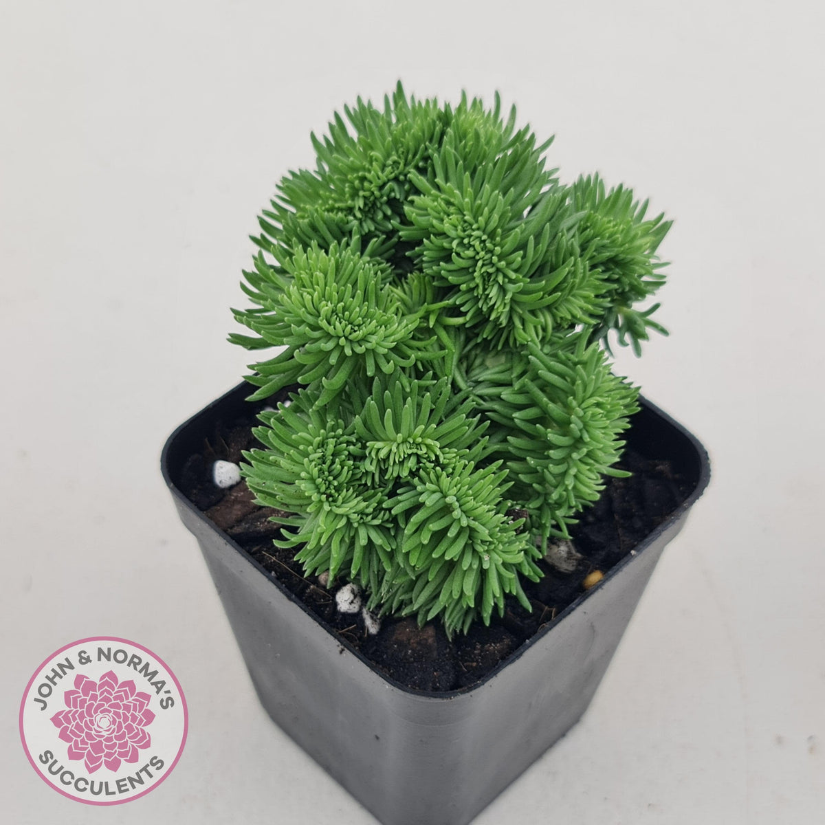 Sedum rupestre f. cristata