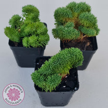 Load image into Gallery viewer, Sedum rupestre f. cristata