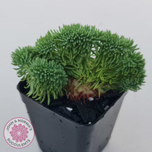 Load image into Gallery viewer, Sedum rupestre f. cristata