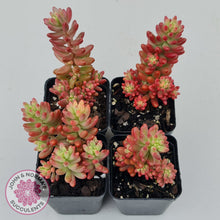 Load image into Gallery viewer, Sedum x rubrotinctum 'Aurora' (Pink Jelly Bean)