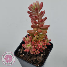 Load image into Gallery viewer, Sedum x rubrotinctum 'Aurora' (Pink Jelly Bean)