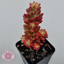 Load image into Gallery viewer, Sedum x rubrotinctum 'Aurora' (Pink Jelly Bean)