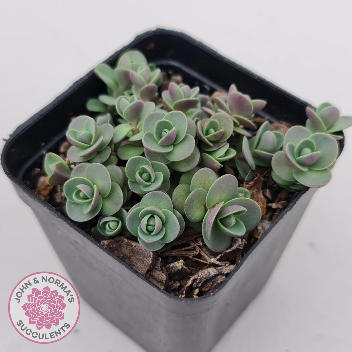 Sedum Cherry Tart