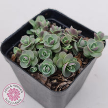 Load image into Gallery viewer, Sedum Cherry Tart - John & Norma's Succulents