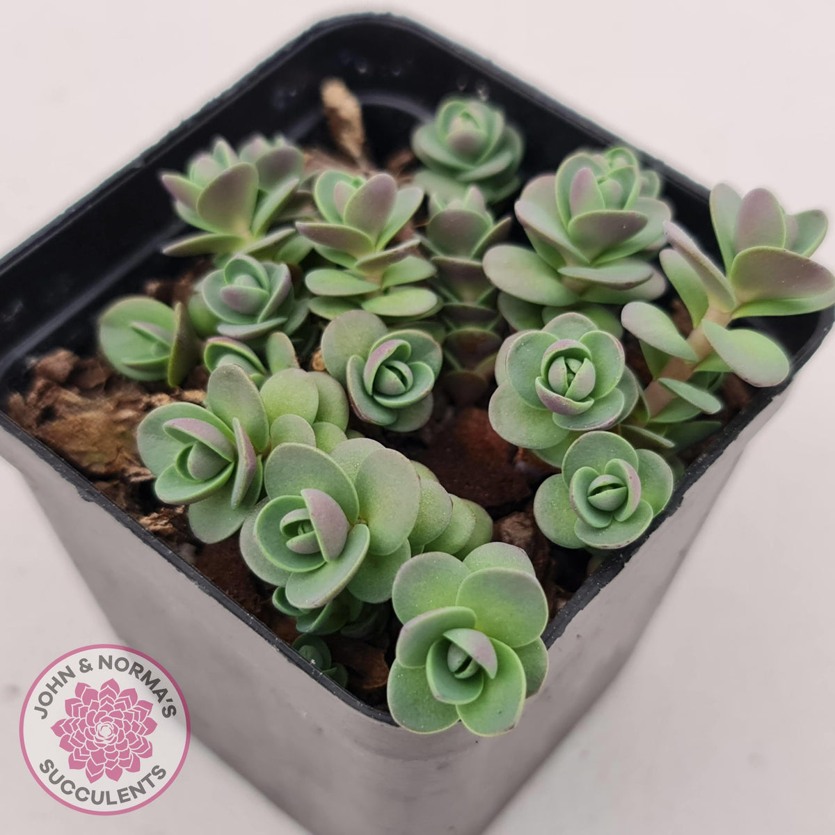 Sedum Cherry Tart