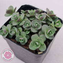 Load image into Gallery viewer, Sedum Cherry Tart - John & Norma's Succulents