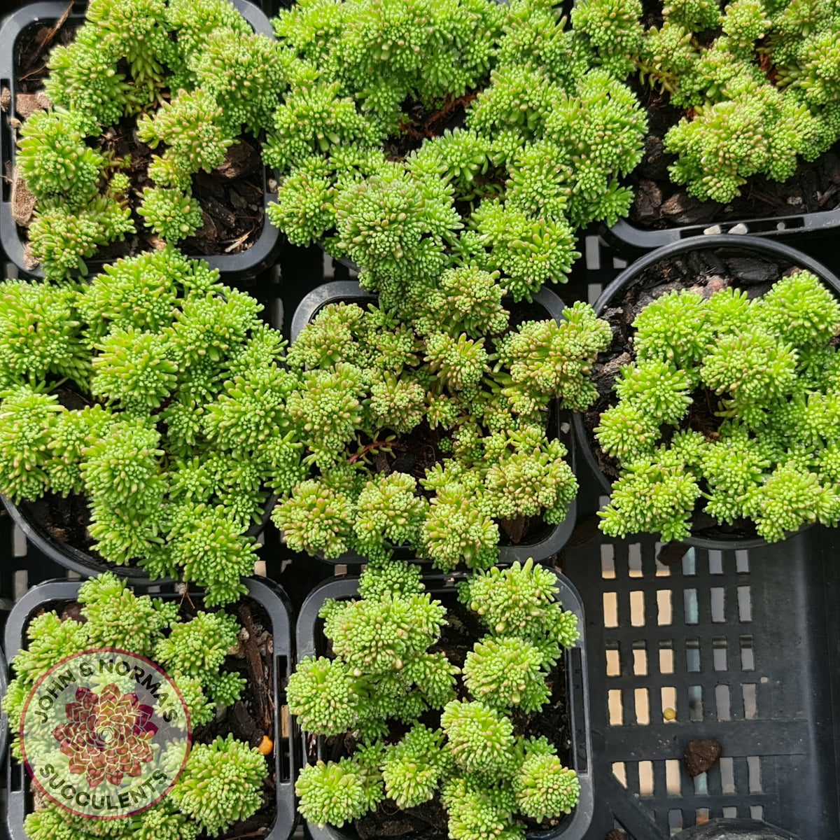 Sedum lydium