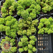 Load image into Gallery viewer, Sedum lydium