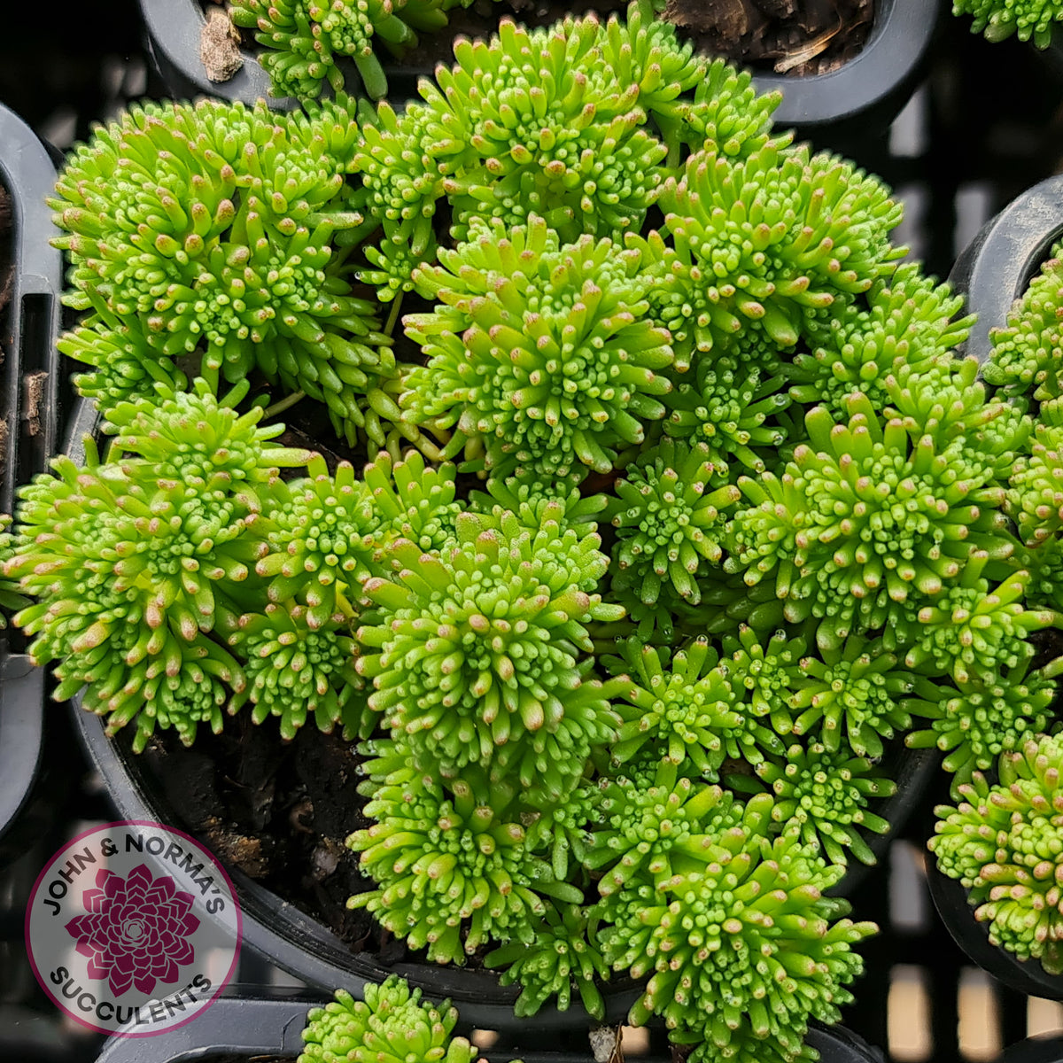 Sedum lydium