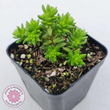 Load image into Gallery viewer, Sedum Spiral Staircase - John & Norma's Succulents
