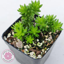 Load image into Gallery viewer, Sedum Spiral Staircase - John & Norma's Succulents