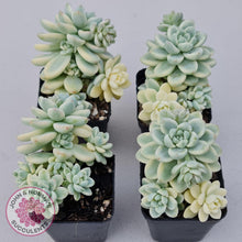 Load image into Gallery viewer, Sedum clavatum variegated - John & Norma's Succulents