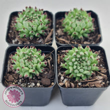 Load image into Gallery viewer, Sempervivum calcareum 'Grigg's Surprise'