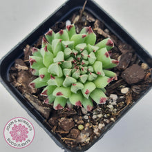 Load image into Gallery viewer, Sempervivum calcareum 'Grigg's Surprise'