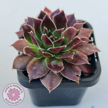Load image into Gallery viewer, Sempervivum 'Inferno'
