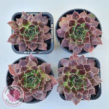 Load image into Gallery viewer, Sempervivum 'Inferno'