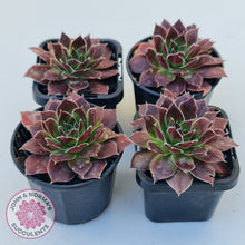 Load image into Gallery viewer, Sempervivum 'Inferno'