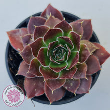 Load image into Gallery viewer, Sempervivum 'Inferno'