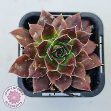 Load image into Gallery viewer, Sempervivum 'Inferno'