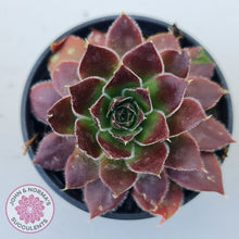 Load image into Gallery viewer, Sempervivum 'Inferno'