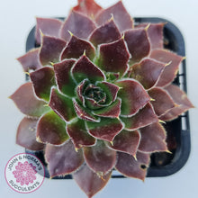 Load image into Gallery viewer, Sempervivum 'Inferno'