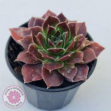 Load image into Gallery viewer, Sempervivum 'Inferno'