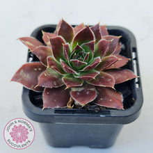 Load image into Gallery viewer, Sempervivum 'Inferno'