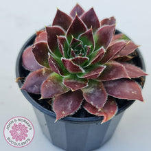 Load image into Gallery viewer, Sempervivum 'Inferno'
