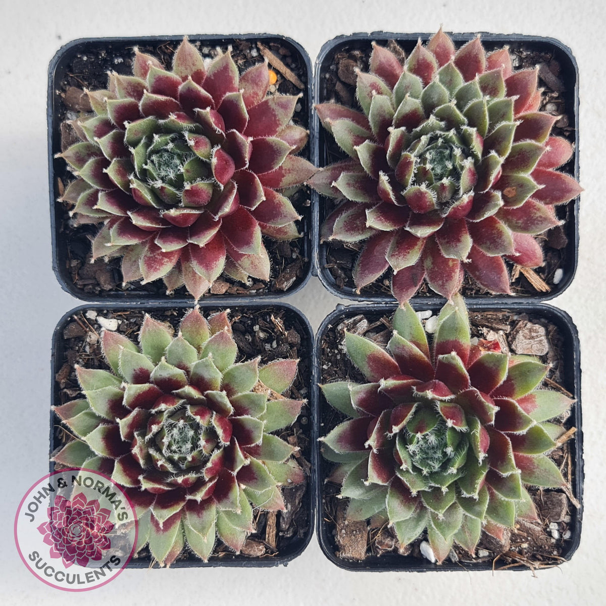Sempervivum 'Winter Red'