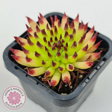 Load image into Gallery viewer, Sempervivum 'Pittoni'