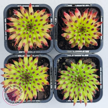 Load image into Gallery viewer, Sempervivum 'Pittoni' (multi)