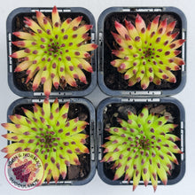 Load image into Gallery viewer, Sempervivum 'Pittoni'