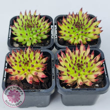 Load image into Gallery viewer, Sempervivum 'Pittoni' (multi)