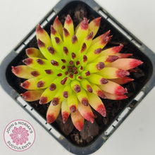 Load image into Gallery viewer, Sempervivum 'Pittoni' (multi)
