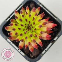 Load image into Gallery viewer, Sempervivum 'Pittoni'