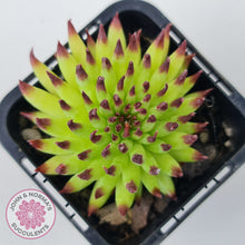Load image into Gallery viewer, Sempervivum 'Pittoni' (multi)