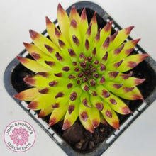 Load image into Gallery viewer, Sempervivum 'Pittoni' (multi)