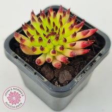 Load image into Gallery viewer, Sempervivum 'Pittoni' (multi)