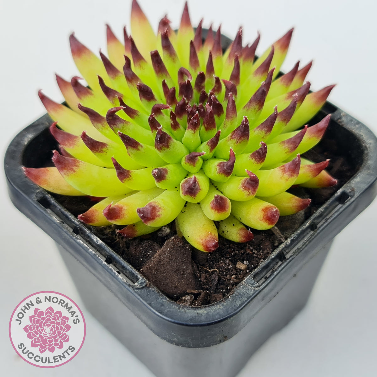 Sempervivum 'Pittoni'
