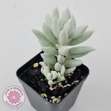 Load image into Gallery viewer, Senecio Haworthii 'Cocoon Plant'